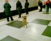 Filename=dog1.jpg
Filesize=829KiB
Dimensions=1280x1024
Date added=Jan 31, 2008 dog1.jpg