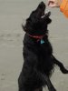 Hundi.jpg