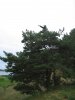 Filename=Na sosne.JPG
Filesize=136KiB
Dimensions=922x1229
Date added=Jun 28, 2007 Na sosne.JPG